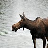 Day 2 - Moose-Wilson Rd